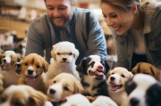 开启宠物领养之旅，逐个aroq领养小可爱